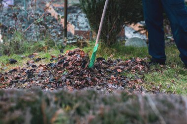 Yaprakları tırmıkla. Adam tırmıkla yaprakları tırmıklıyor. Bahçeyi kışa, bahara hazırlama fikri. Bahçeyle ilgileniyorum..