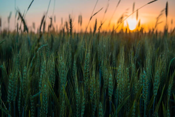 Jordbruksmark Mot Solnedgången Ett Vetefält Vid Solnedgången Mogna Rågöron Mot — Stockfoto