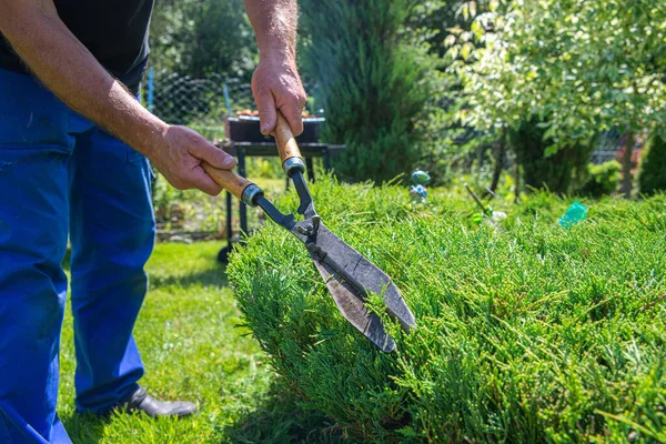 Work in the garden. The man cuts branches and bushes with a pruner. Concept of caring for the garden.