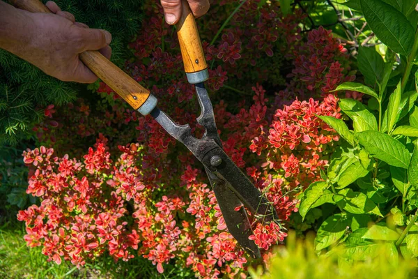 庭で働いてください その男は枝や茂みを剪定機で切り取ります 庭の世話の概念 — ストック写真