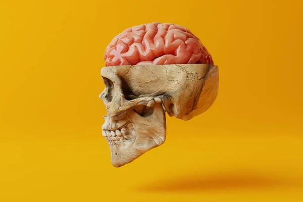 Cráneo Humano Con Cerebro Visible Sobre Fondo Amarillo Concepto Médico —  Fotos de Stock