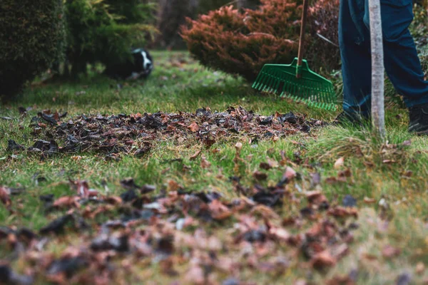 나뭇잎 남자는 갈퀴로 까딱거리고 있습니다 겨울을 정원을 한다는 — 스톡 사진