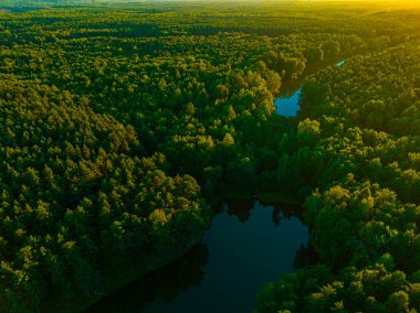Drone 'dan ormanın manzarası. Orman ve ağaçların havadan konsepti. Çevreyle ilgilenmek.