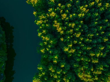 Drone 'dan ormanın manzarası. Orman ve ağaçların havadan konsepti. Çevreyle ilgilenmek.