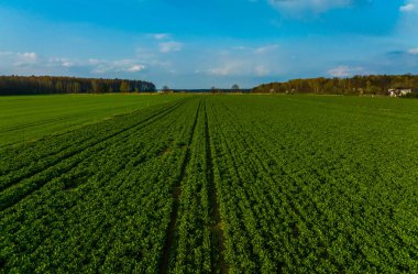 Batan güneşe karşı bir tarım arazisi. Ekin ekme, hasat biçme, buğday ekme, diğer yiyecekler..