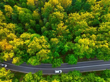 Orman ağaçlarının ve ormanın içinden geçen yolun üst görüntüsü. Ormanın hava fotoğrafı, insansız hava aracı..