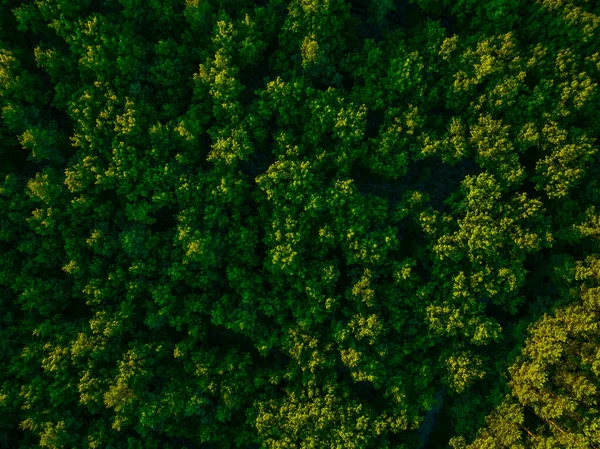 드론에서 바라봐 공기중의 나무의 환경을 관리함 — 스톡 사진