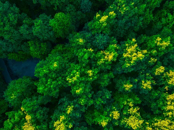 View of the forest from the drone. Concept of forest and trees from the air. Taking care of the environment.