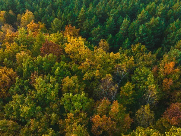 Vista Drone Floresta Outono Conceito Floresta Bela Paisagem Outono Árvores — Fotografia de Stock