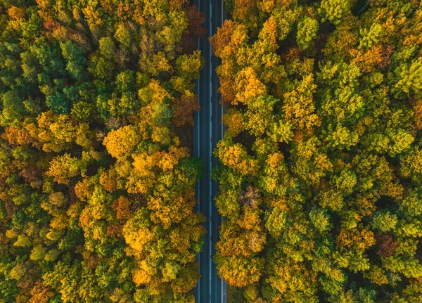 View of the road through the autumn forest from a drone. Aerial view of the autumn forest and the road.
