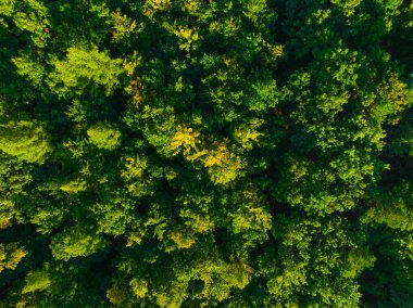 Ormanın büyük bölgelerinde havadan bir manzara. Orman manzarası konsepti, büyük orman. Çevresel koruma, doğaya özen.