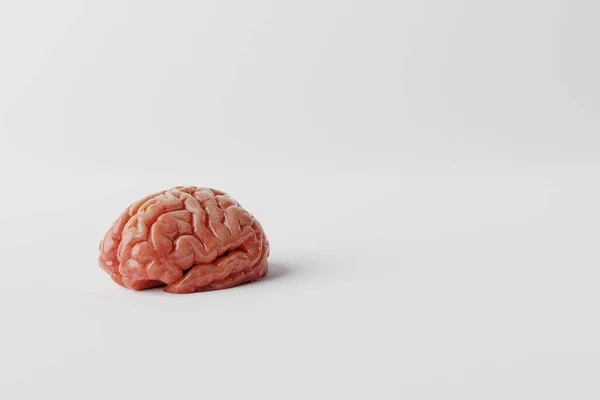 Gehirn Auf Weißem Hintergrund Medizinisches Konzept Gehirnerkrankungen Psychische Probleme Operationen — Stockfoto