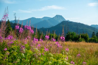 Dağların manzarası ve dağ manzarası. Güzel bir dağ manzarası konsepti, turizm.