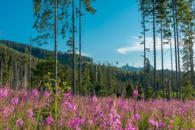 Dağların manzarası ve dağ manzarası. Güzel bir dağ manzarası konsepti, turizm.