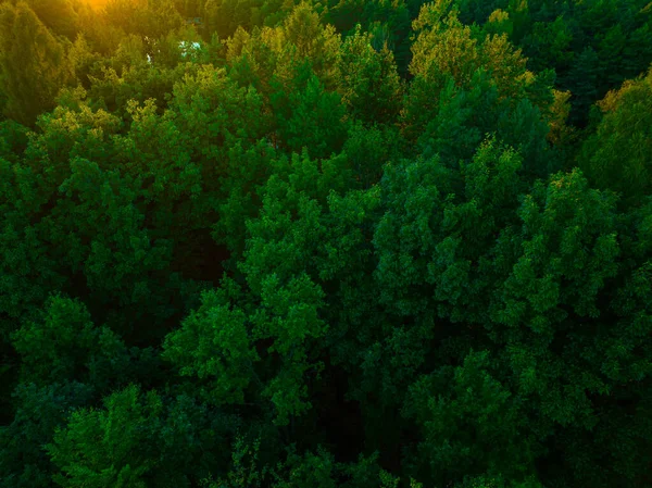 Άποψη Του Δάσους Από Drone Έννοια Του Δάσους Και Των — Φωτογραφία Αρχείου