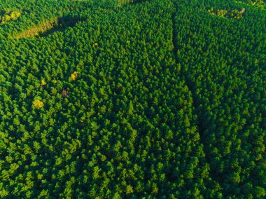 Ormanın büyük bölgelerinde havadan bir manzara. Orman manzarası konsepti, büyük orman. Çevresel koruma, doğaya özen.