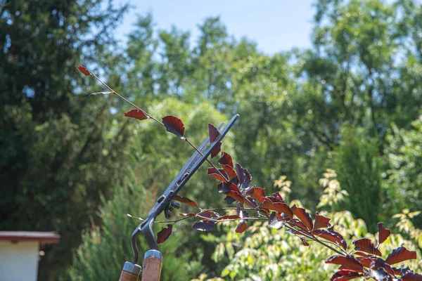 stock image Work in the garden. The man cuts branches and bushes with a pruner. Concept of caring for the garden.