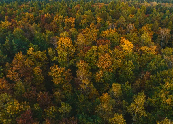Blick Von Der Drohne Auf Den Herbstwald Schöne Herbstlandschaft Waldkonzept — Stockfoto