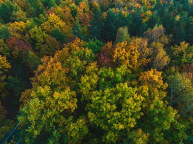 Sonbahar ormanındaki insansız hava aracının görüntüsü. Güzel sonbahar manzarası orman konsepti, renkli ağaçlar.