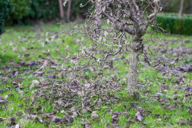 Bahçedeki ağaçlar ve çalılar. Bahçeyi toparlamak, bahçıvanlık sezonuna hazırlanmak..