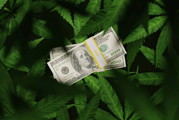 Money on the background of cannabis leaves. Drug addiction concept, making money on drugs. Drug lords making money off cannabis. 3D render, 3D illustration.