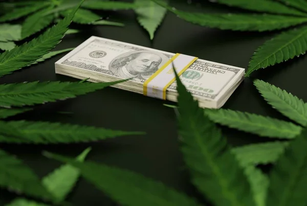 Money on the background of cannabis leaves. Drug addiction concept, making money on drugs. Drug lords making money off cannabis. 3D render, 3D illustration.
