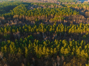 Ormanın havadan görünüşü. Ormanda zaman geçirme kavramı, büyük miktarda orman, dinlenme ve ağaç manzarası tarafından oksijen üretimi.