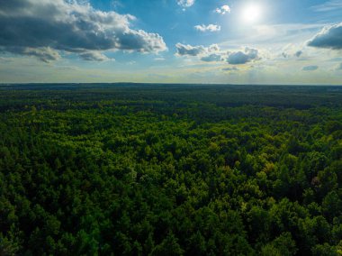 Ormanın büyük bölgelerinde havadan bir manzara. Orman manzarası konsepti, büyük orman. Çevresel koruma, doğaya özen.