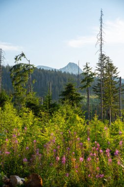 Dağların manzarası ve dağ manzarası. Güzel bir dağ manzarası konsepti, turizm.
