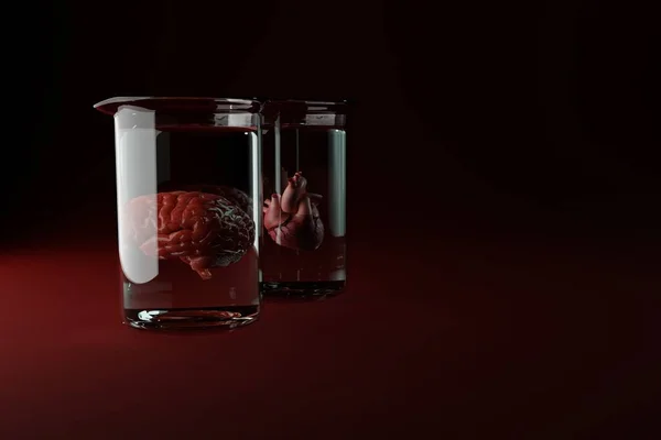 Human organs like the heart and the brain immersed in a vessel. Medical concept, brain and heart diseases. Medical research on the brain and heart. 3d rendering, 3d illustration.