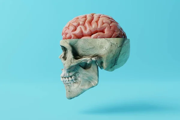 Human skull with a visible brain on a blue background. Medical concept, brain diseases, mental problems. Operations and treatment of the brain. 3d rendering, 3d illustration.