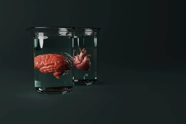 Human organs like the heart and the brain immersed in a vessel. Medical concept, brain and heart diseases. Medical research on the brain and heart. 3d rendering, 3d illustration.