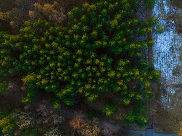 Drohnen Ansicht Des Waldes Bei Sonnenuntergang Schöner Sonnenuntergang Über Den — Stockfoto