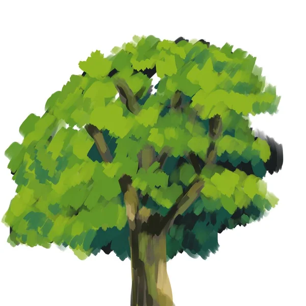Drzewo Liśćmi Duże Drzewo Sztuka Ilustracji Park Roślin Odizolowane Tło — Zdjęcie stockowe