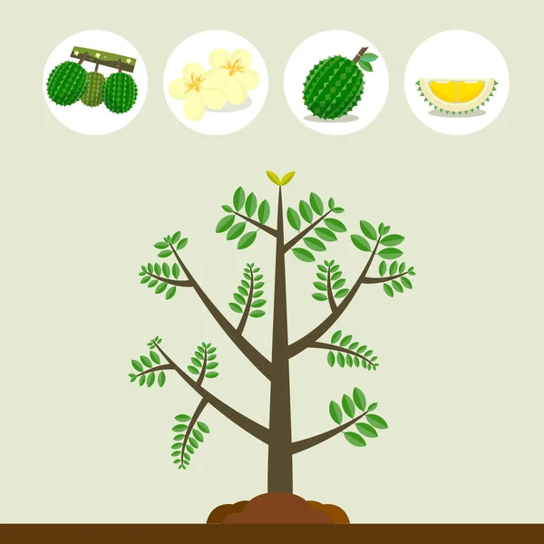 Árbol Duriano Con Ilustración Vectores Frutas Flores Ramas Árbol Con — Vector de stock