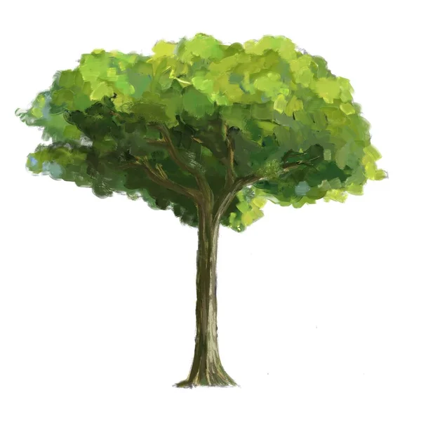 Дерево Изолированным Фоном Цифровая Краска — стоковое фото