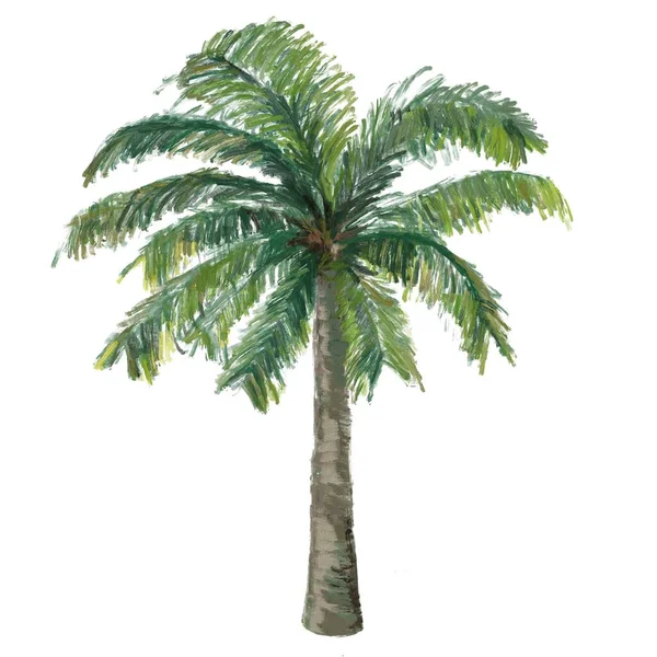 Кокосовое Дерево Изолированные Фоновые Иллюстрации Тропическое Растение Пальма — стоковое фото