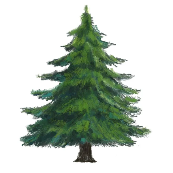 Pine Tree Isolated Background Digital Illustration Green Plant — Stock Photo, Image