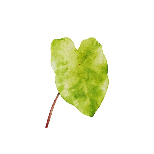 Midori Sour Watercolor Isolated Background — 스톡 사진