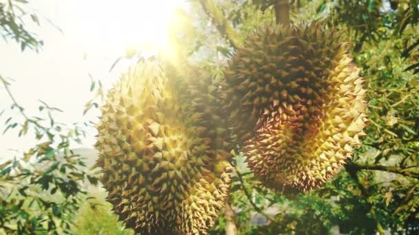 Durians Durian Tree Organic Durian Orchard Durians Gyümölcs Napfénnyel Trópusi — Stock videók