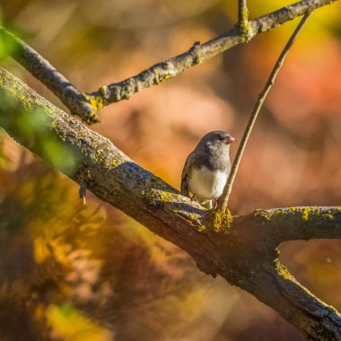 White-Winged Junco. A small bird is on branches of tree in a sunset of autumn clipart