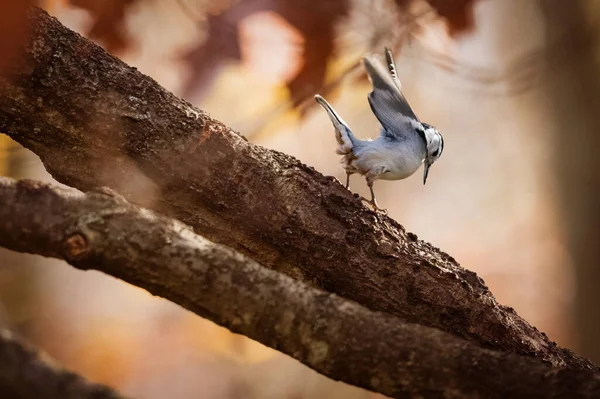 Weißbrustkleiber Ein Kleiner Vogel Tanzt Morgen Des Herbstes Auf Ästen — Stockfoto