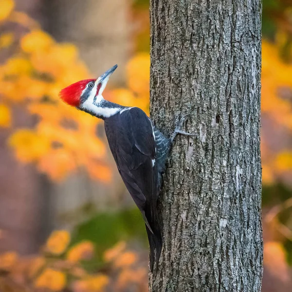 Dzięcioł Ptak Wspina Się Pniu Drzewa Zachodzie Słońca Jesieni — Zdjęcie stockowe