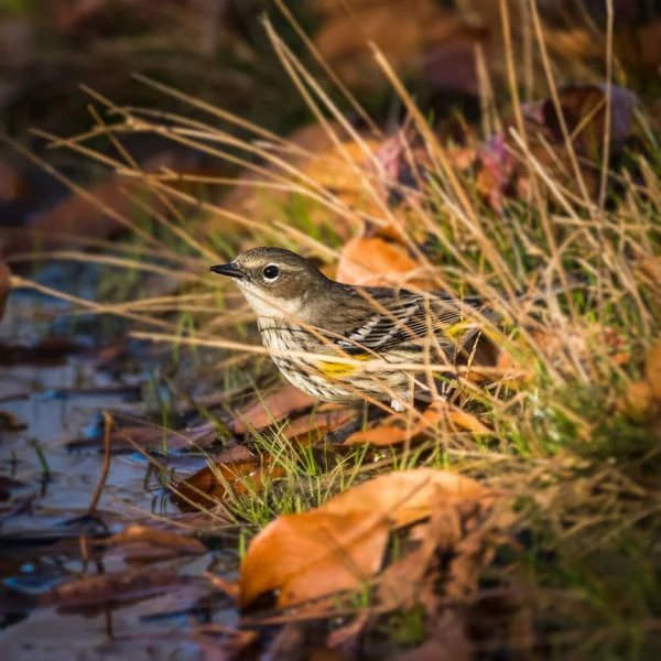 Hidden Beauty - Myrtle Warbler. A small bird is drinking water on the road by grasses in the autumn morning