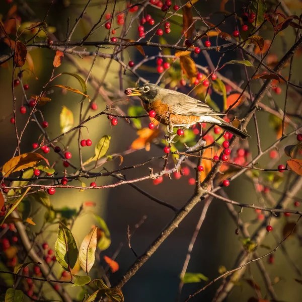 American Robin. A bird eats berries on a tree\'s branches in the autumn sunset