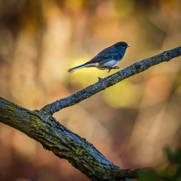 Dark Eyed Junco Seekor Burung Kecil Melompat Cabang Pohon Musim — Stok Foto