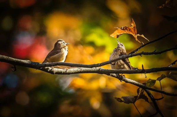 Two birds. Two small birds on a tree\'s branches surprisedly look at a leaf in the autumn sunset