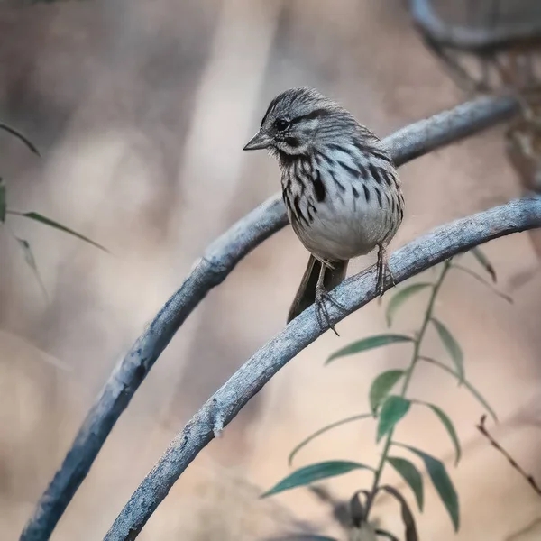 Song Sparrow Pequeño Pájaro Está Las Ramas Una Puesta Sol — Foto de Stock