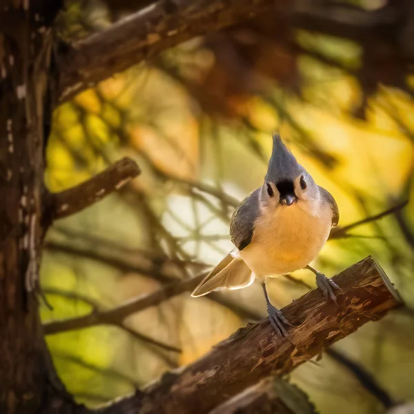 Tufted Titmouse Small Bird Branches Tree Sunset Autumn Looking You — стоковое фото