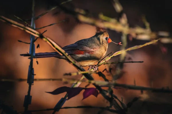 Cardeal Norte Pequeno Pássaro Vermelho Está Galhos Pôr Sol Outono — Fotografia de Stock